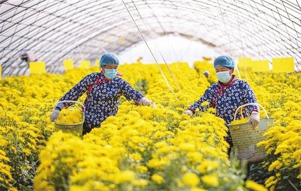 村民在收获金丝皇菊