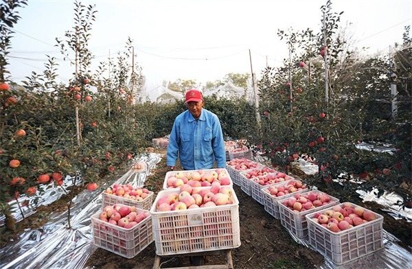 千亩苹果迎来丰收季